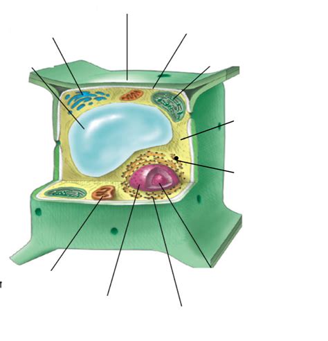 Plant Cell Diagram Labelling Diagram Quizlet