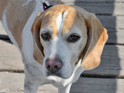 Free picture: eyes, head, nose, pedigree, animal, beagle, hound