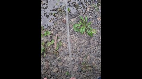Pissing On The Path K Pornhub Gay