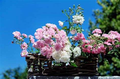 Gratis afbeelding: blad, blauwe hemel, bloemblaadje, boom, rose, Tuin