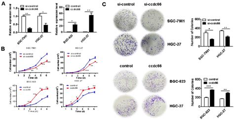 Circccdc66 Knockdown Inhibits While Overexpression Promotes The