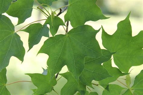 Acer Rubrum Tree Hillier Trees