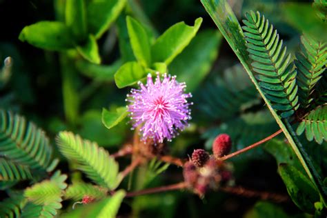 Examples Of Flowering Plants In Uganda