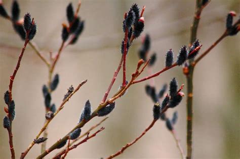 Trend Alert Black Pussy Willow Gardenista