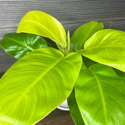 Philodendron Moonlight | 6" Pot - Plant Hawaii