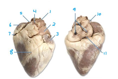 Sheep Heart Flashcards Quizlet