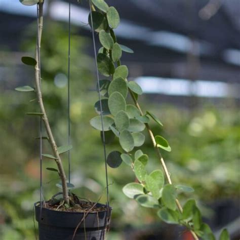 Hoya Cumingiana – Hoya Planter