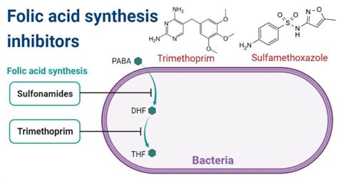 Folic Acid Synthesis Inhibitors Definition Examples Inhibition Resistance