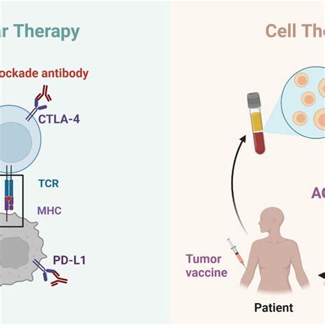 Schematics Of Molecular And Cell Therapy In Cholangiocarcinoma The