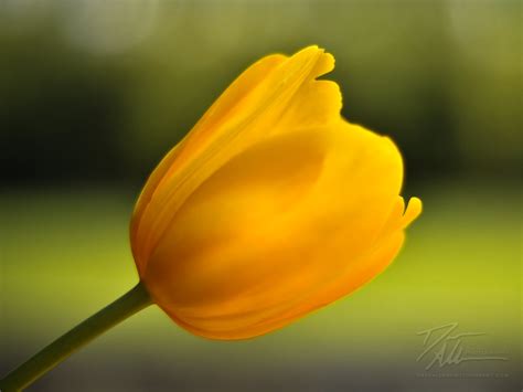 Yellow Tulip - Flowers Wallpaper (34611569) - Fanpop