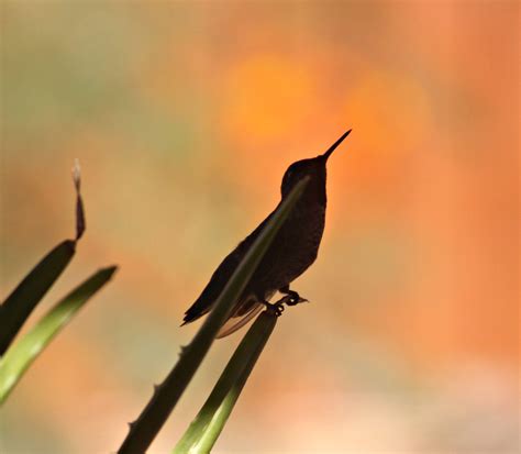 7 Important Pollinators and a Few Might Surprise You