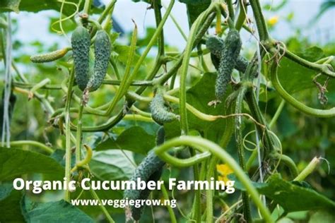 Organic Farming And Cucumber Growing In Nigeria Veggie Grow