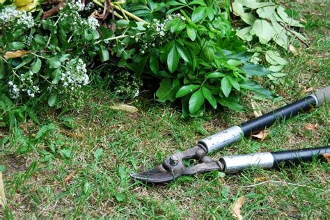 Types Of Garden Loppers - Learn How To Use Loppers In The Garden ...