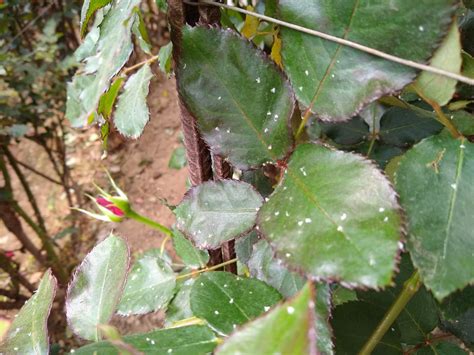 Biocontrol De Plagas En Cultivos Altabiotecnolog A Agr Cola