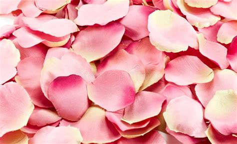 Pink rose petals stock photo. Image of mixture, colorful - 17914436