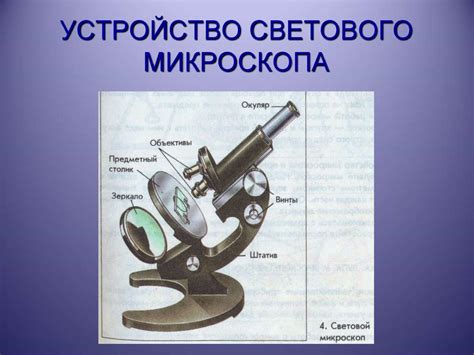 Живые клетки - презентация онлайн