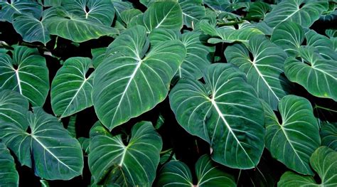 Philodendron Varieties 61 Different Types Of Philodendron Cultivars