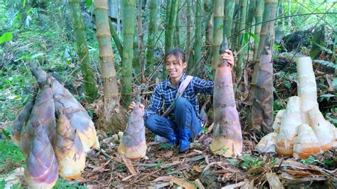 Ep The Giant Bamboo Shoots In The Forest Are Growing A Lot