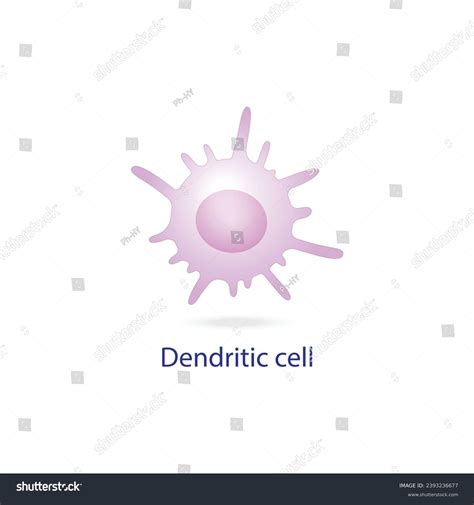 Dendritic Cell Immune System Stained Microscopic Stock Vector (Royalty ...