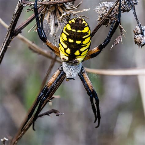 Aranha Amarela E Preta - 11,269 Aranha Preta E Amarela Fotos - Fotos de Stock Gratuitas e Fotos ...