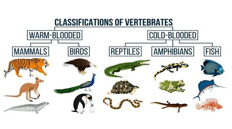 lassification  animals vertebrates  invertebrates kinds  animals