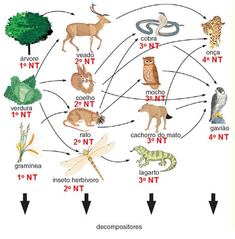 Quais São Os Seres Vivos Consumidores Dessa Cadeia Alimentar