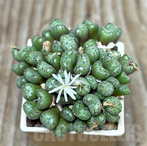 Shp Conophytum Obcordellum Ssp Rolfii Lav