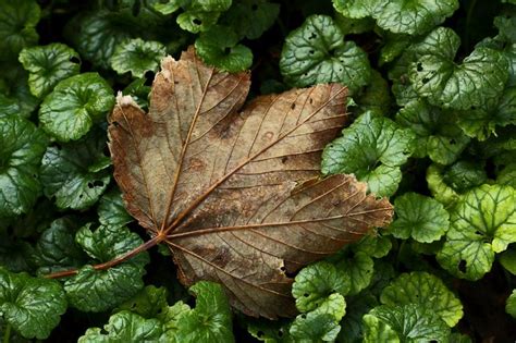 10 Tips Voor Herfstfotografie Herfstfotografie Tips Foto S