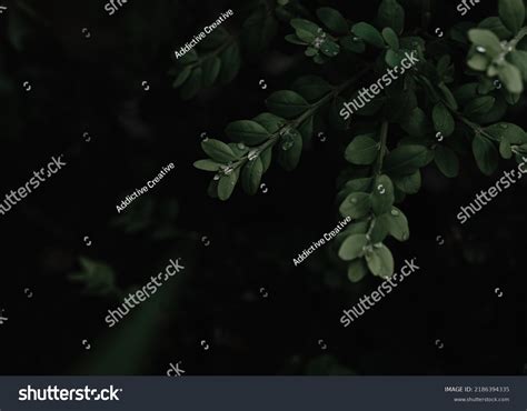 Clean Drops Water Covering Green Leaves Stock Photo 2186394335 ...