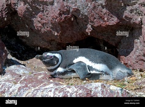 Magellanic penguin (Spheniscus magellanicus), breeding, Valdes ...