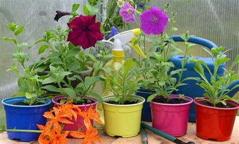 5 шагов до хорошей рассады петуний | В цветнике (Огород.ru)