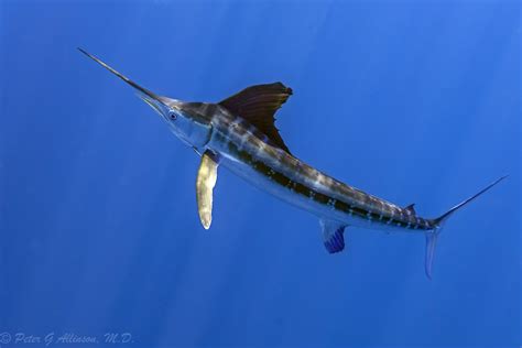 Рыба Меч Фото Картинки – Telegraph