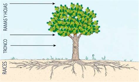 Cu Nto Pueden Crecer Las Ra Ces De Un Rbol La Jardinoteca