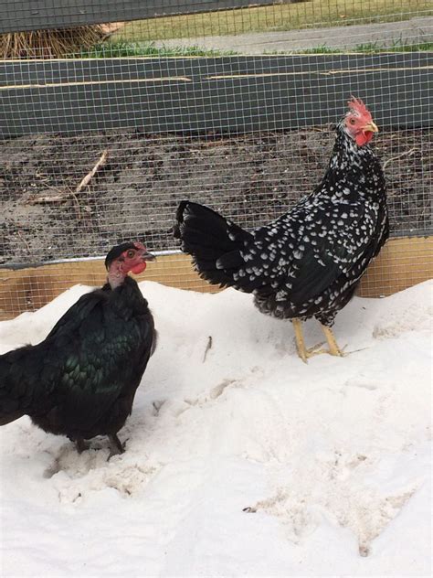 Is My Naked Neck A Rooster Or A Hen Backyard Chickens Learn How To Raise Chickens