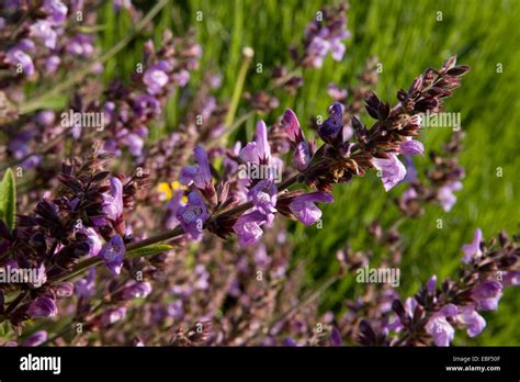 Sage Salvia Officinalis Stock Photo Alamy