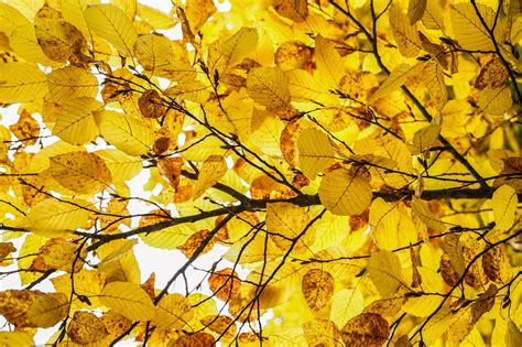 100000 Free Eye Texture 4k And 4k Wallpaper Images Pixabay