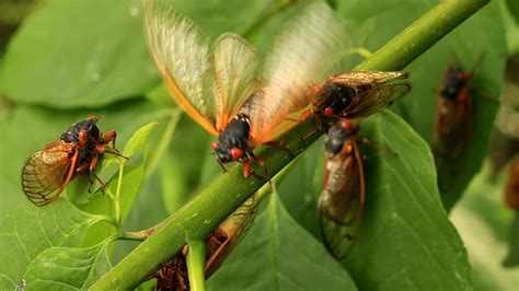 Cicadas 2024 2 Broods To Co Emerge For First Time In Over 200 Years