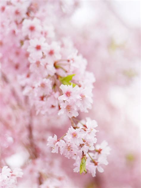 Love Song — My town‘s cherry blossoms are falling. Flowers...