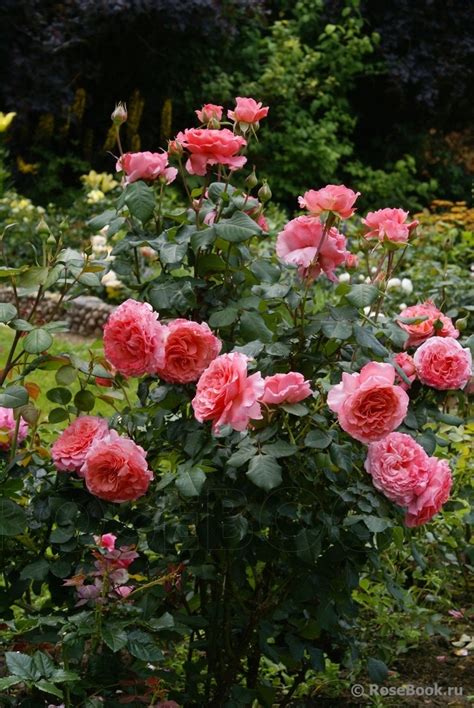 Галерея - Laurent Cabrol (MASlaucab) - Энциклопедия роз