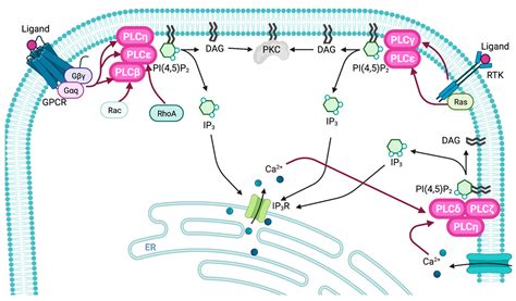 Biomolecules Free Full Text Activation Mechanisms And Diverse