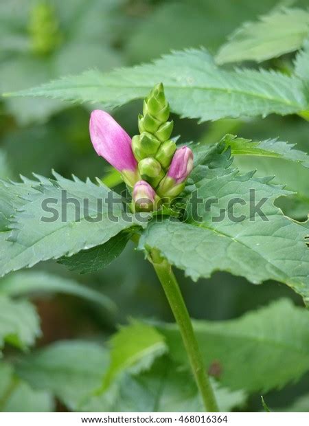 21 Chelone Hot Lips Stock Photos Images Photography Shutterstock