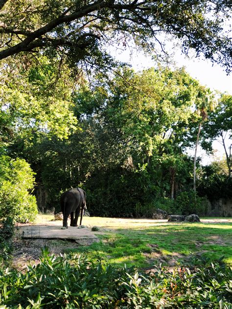 Kilimanjaro Safari Safari Kilimanjaro Photography