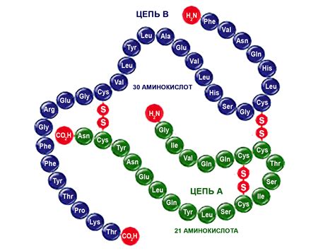 Патогенез сахарного диабета 2 типа - bariatric.1spbgmu.ru