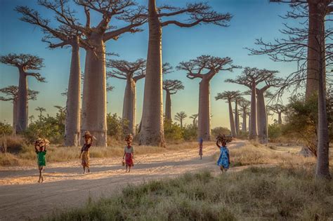 Viajes por todo el mundo: Lo mejor de Madagascar