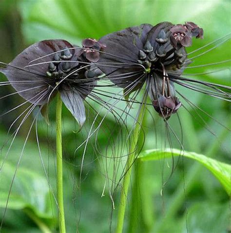 Chuxay Garden Semilla De Murci Lago Negro Semillas Flor Del Diablo