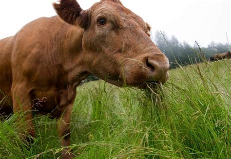 The Ultimate Guide To Grass Fed Beef Jerky Jerky S Gourmet