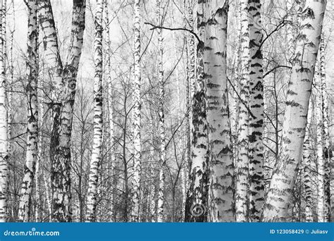 Black And White Photo Of Black And White Birches Stock Image Image Of