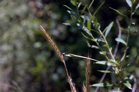 Field Biology in Southeastern Ohio: Grasses Part 2