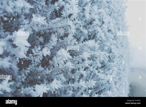 Frosted Stock Photo - Alamy