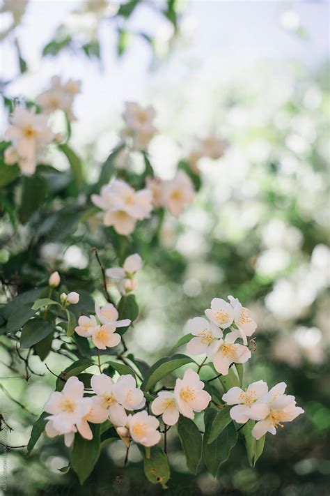 Mock Orange Tree Blossoms By Stocksy Contributor Alicia Brown Stocksy